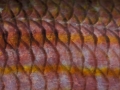 fish0006
