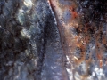 fish0070
