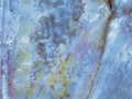 fish0083