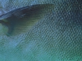 fish0153